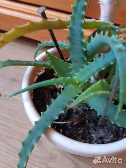 Алоэ лечебный отростки