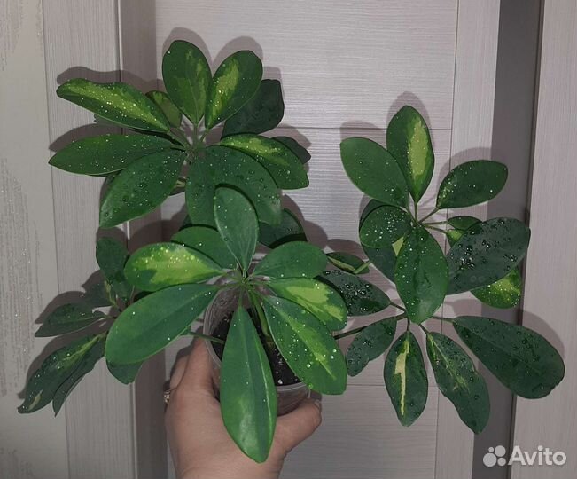 Спатиффилум Милк, Шефлера вариегатная (триколор)