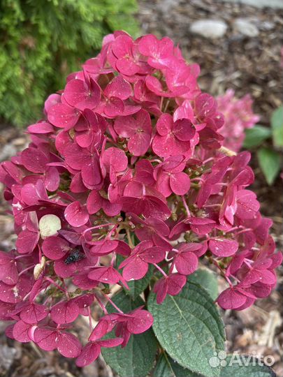 Гортензия из сада