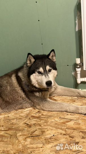 Сибирский хаски