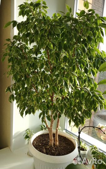 Фикус Бенжамина (двуцветный)