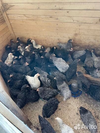 Куры молодки