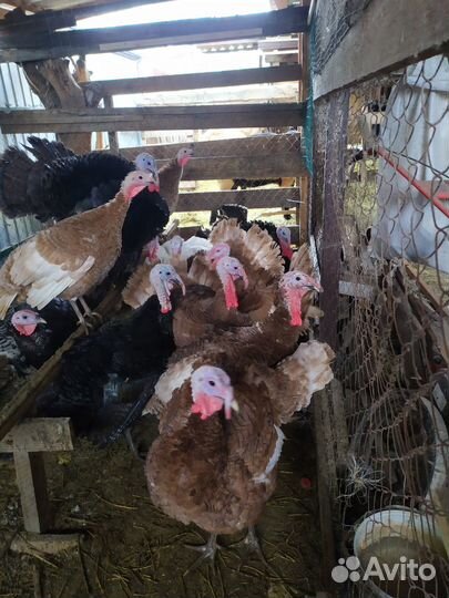 Индюшата, индюки