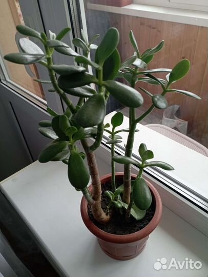 Диффенбахия