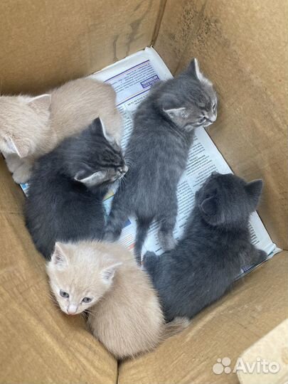 Котята