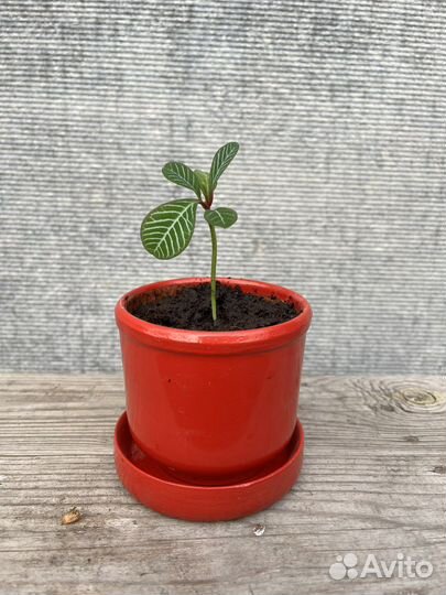 Молочай с горшком