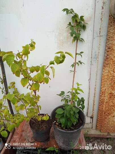 Саженцы чубушника (жасмина)