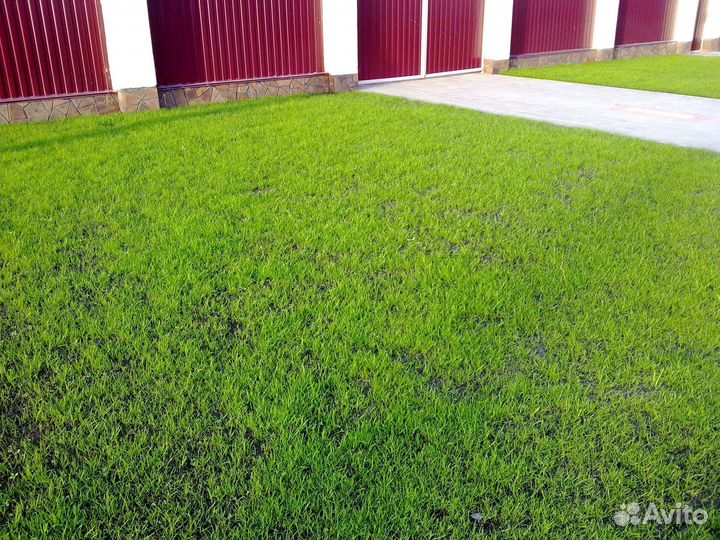 Посевной газон, посев газона