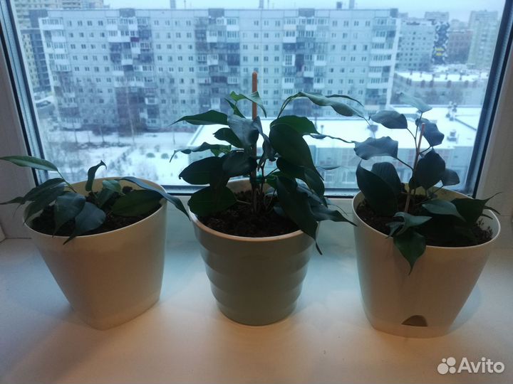 Комнатные цветы