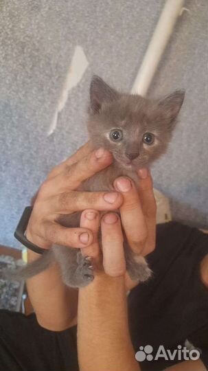 Котята русская голубая