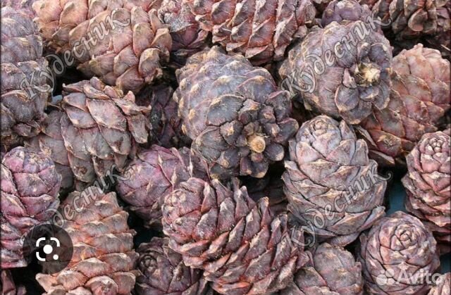 Семена Кедр Сибирский Pnus sibr