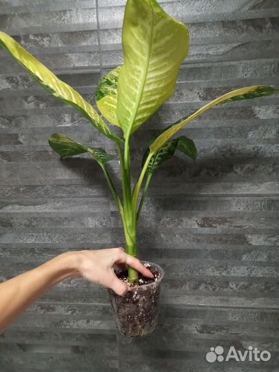 Диффенбахия зебра вар