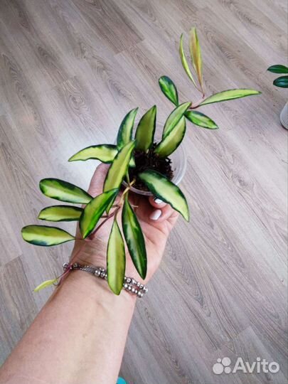 Хойя Michele,Acuta EPC 997,Minibelle