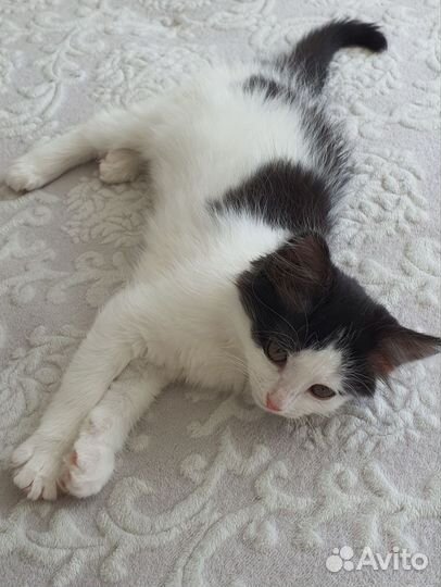 Котёнок девочка 3 месяца в добрые руки