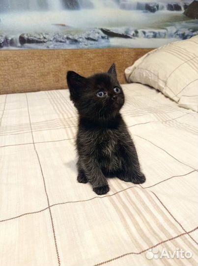 Кошки в добрые руки бесплатно