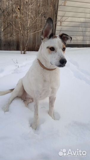 Собака в добрые руки отдам бесплатно