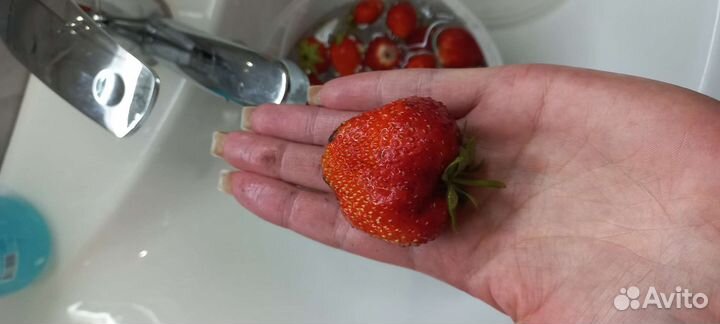 Рассада клубники Фестивальная