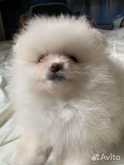 Шпиц миниатюрный. Белый и крем