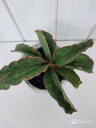 Сансевиерия сортовая