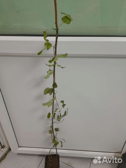 Клематис Вивьен Пеннел