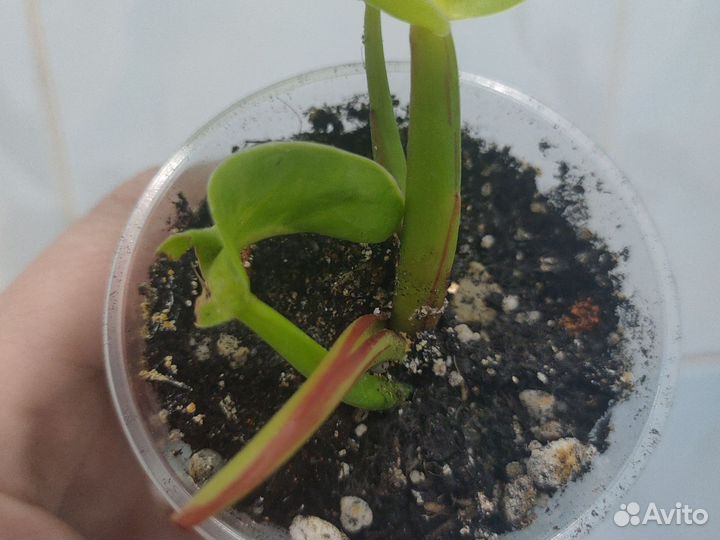 Филодендрон