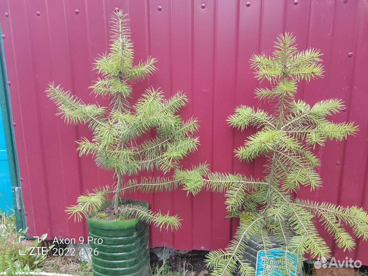 Псевдотсуга Ель Дугласа (хвойное растение )