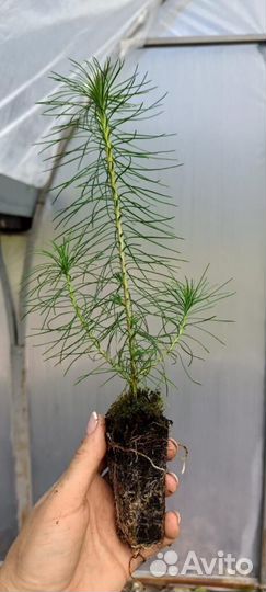 Саженцы сосны зкс оптом