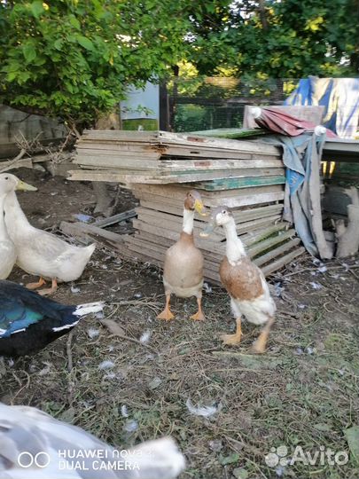 Утки Индийский бегунок