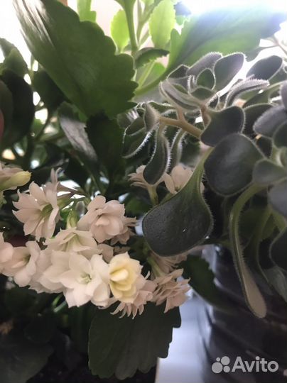 Каланхоэ с белыми цветами