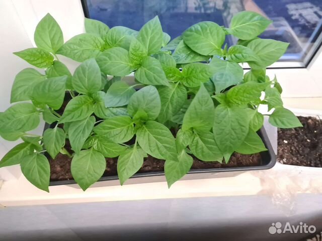 Рассада перца