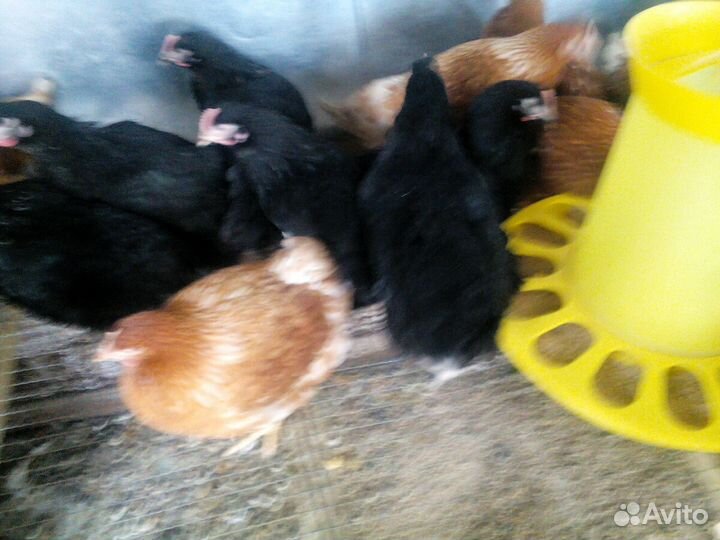 Куры несушки