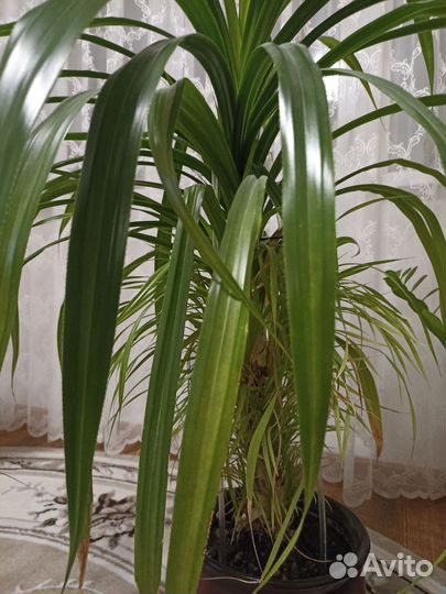 Пальма панданус