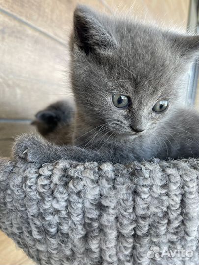 Котята красивые, умные)