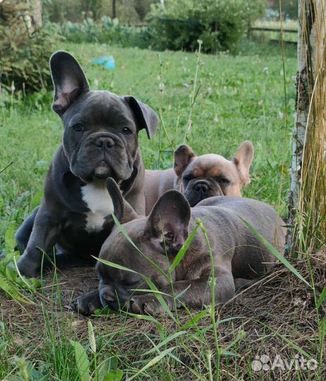 Щенки французского бульдога