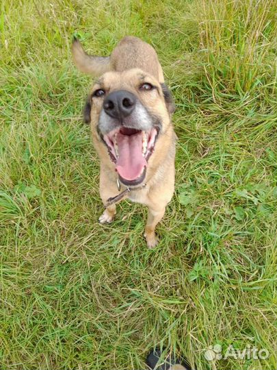Вся жизнь через решетку.Собака в дар в добрые руки