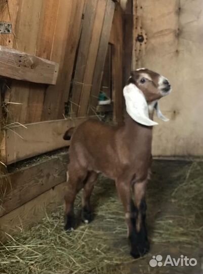 Англо-Нубийский Козлик