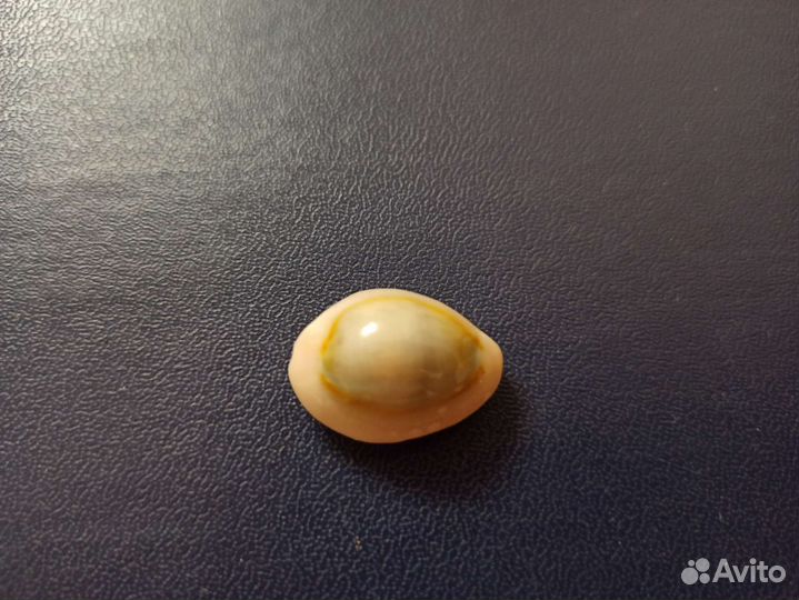 Морская раковина