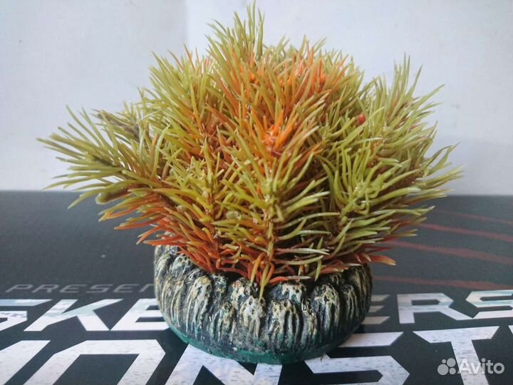 Ракушки в аквариум