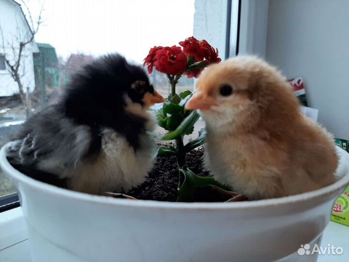 Цыплята от кур несушек