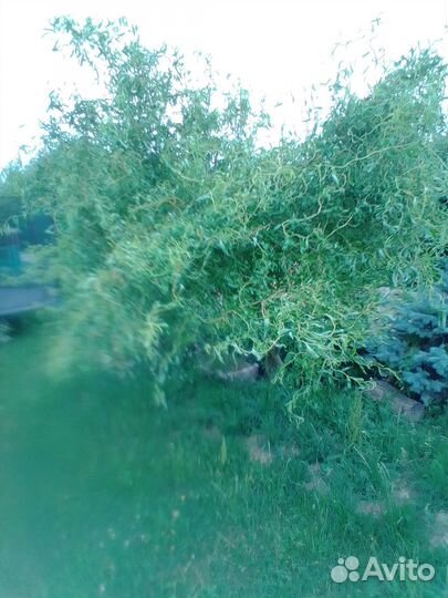 Ива извилистая Свердловская