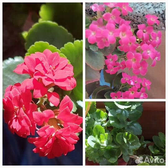 Каланхоэ цветущий и др. цветы для дома и сада