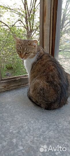 Вишенка трехцветная