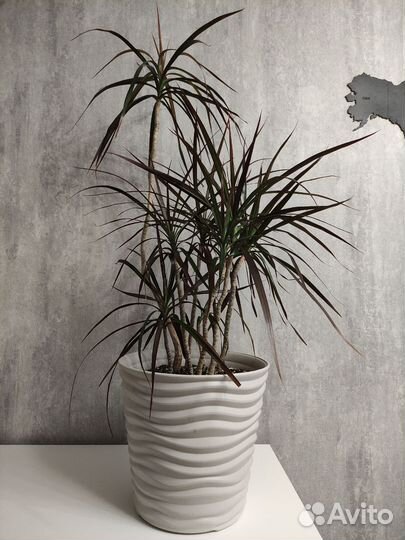 Комнатные цветы драцена