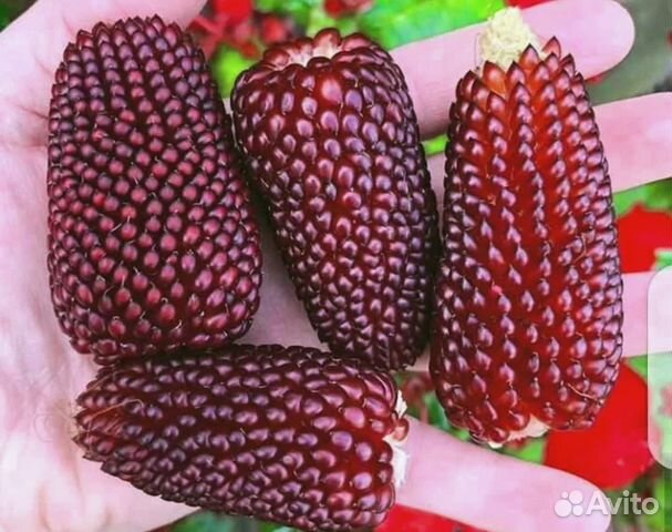Кукуруза земляничная купить в Санкт-Петербурге | Товары для дома и дачи ...