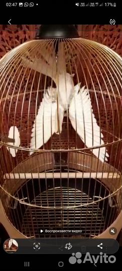 Кореллы пара