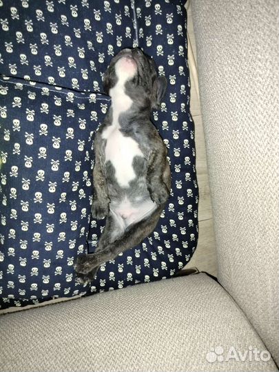 Кровать для кота или собаки