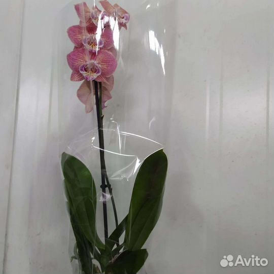 Орхидея фаленопсис