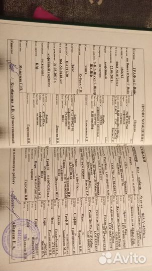 Курцхаар вязка