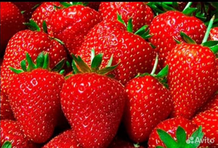 Рассада клубники