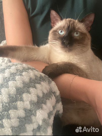 Сиамский кот
